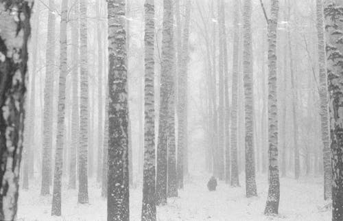 Snow in the Forest Full of Trees