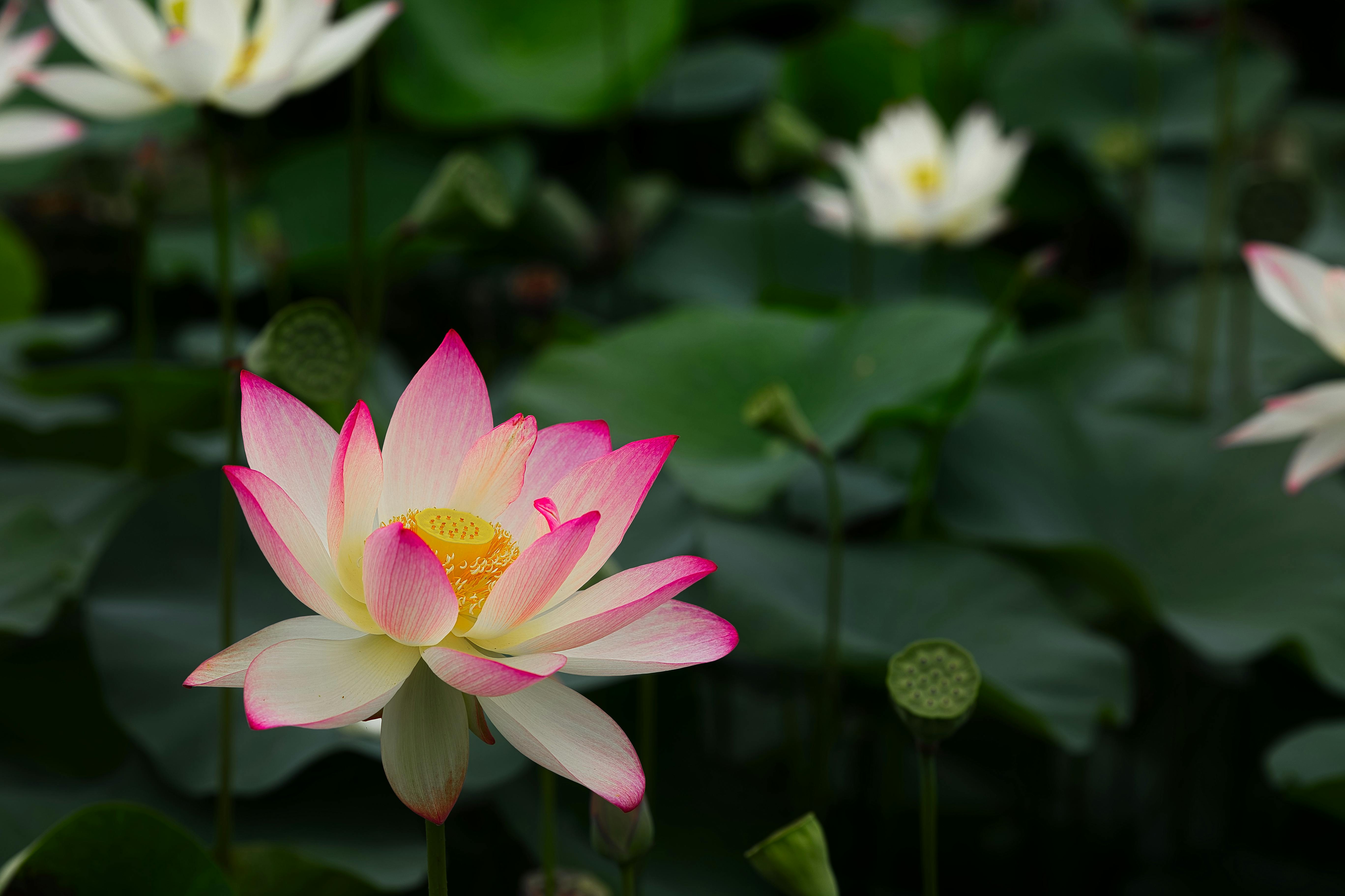 Pink Simply Lotus Flower with Green Leaves · Free Stock Photo