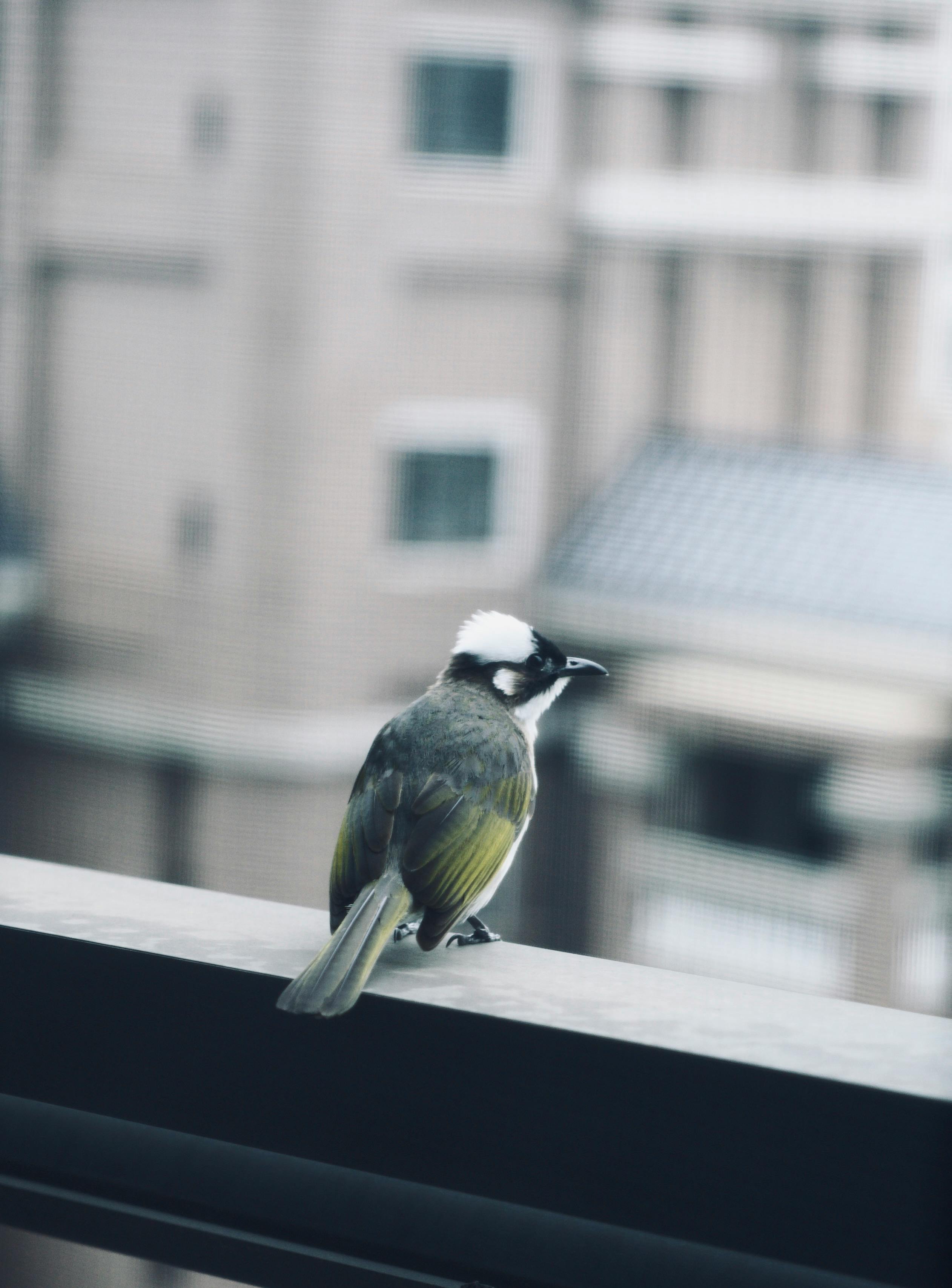 close up of a bird on the railing