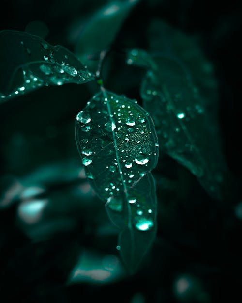 Free stock photo of dark green leaves, dew, dewdrop