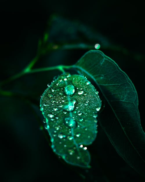 Free stock photo of dark green leaves, dew, dewdrop