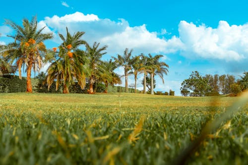 Free stock photo of clear sky, earth, kenya