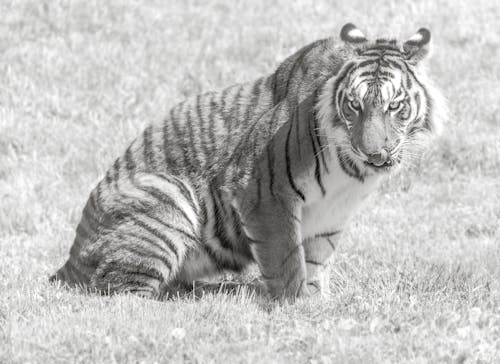 Free stock photo of animal, tiger, wildlife Stock Photo