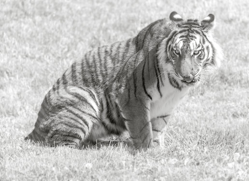 Immagine gratuita di animale, fauna selvatica, tigre