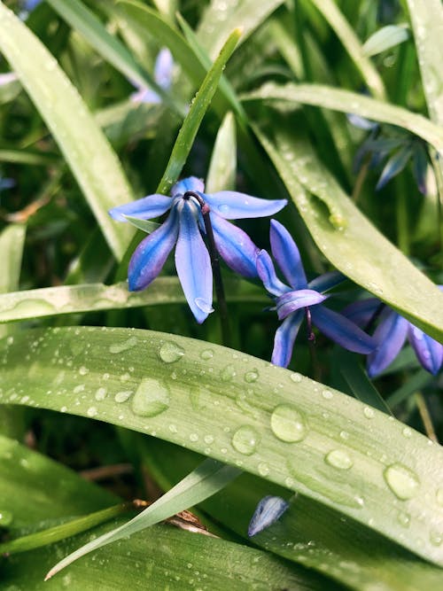 Fotos de stock gratuitas de de cerca, esquila siberiana, Flores azules