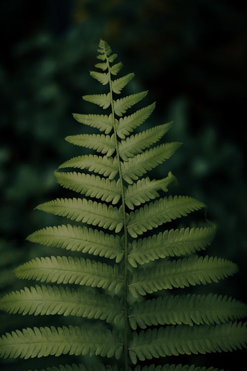 Free Green Fern Plant in Close-up Photography Stock Photo