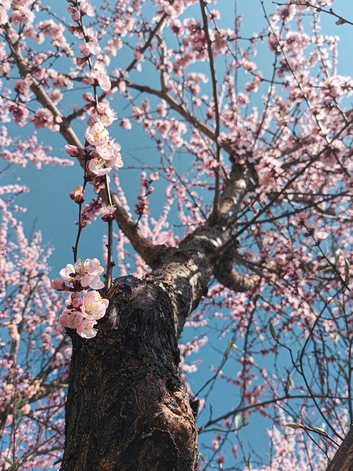 Free Low angle view of blooming cherry blossoms in spring against a clear blue sky. Stock Photo