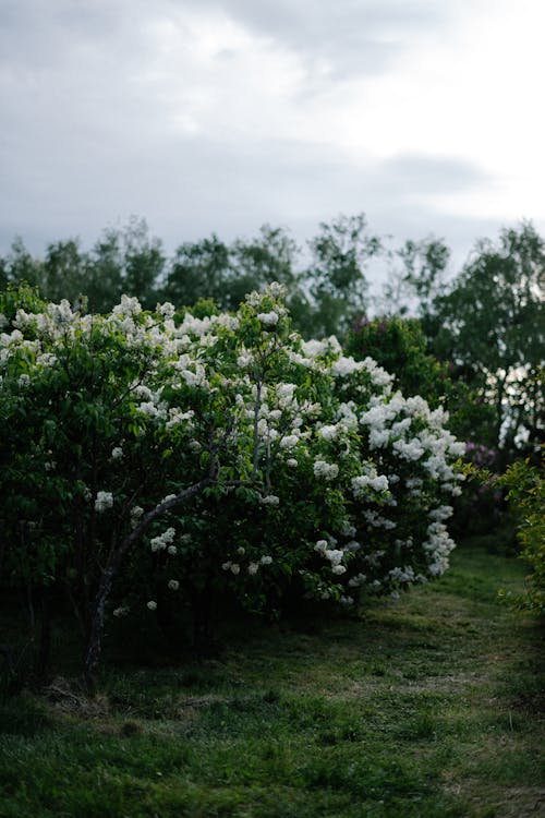 Безкоштовне стокове фото на тему «білі квіти, вертикальні постріл, дерева» стокове фото