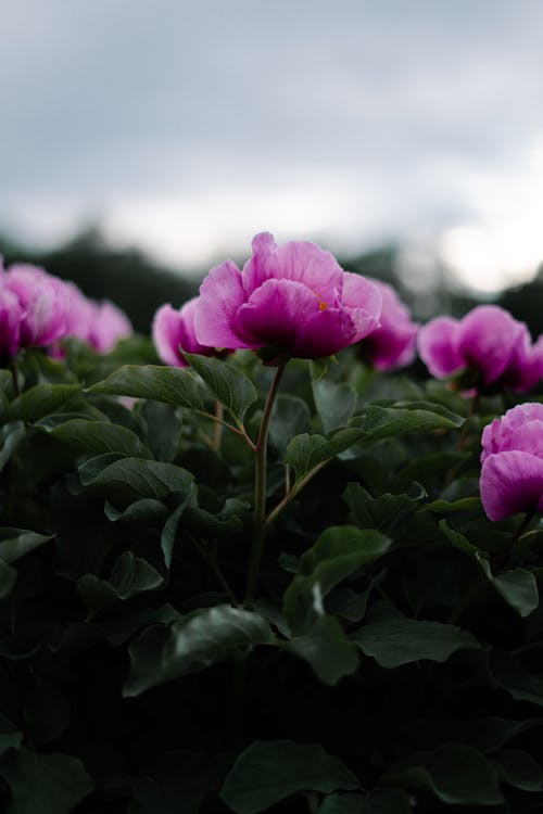 Purple Chinese Peonies in Close Up View