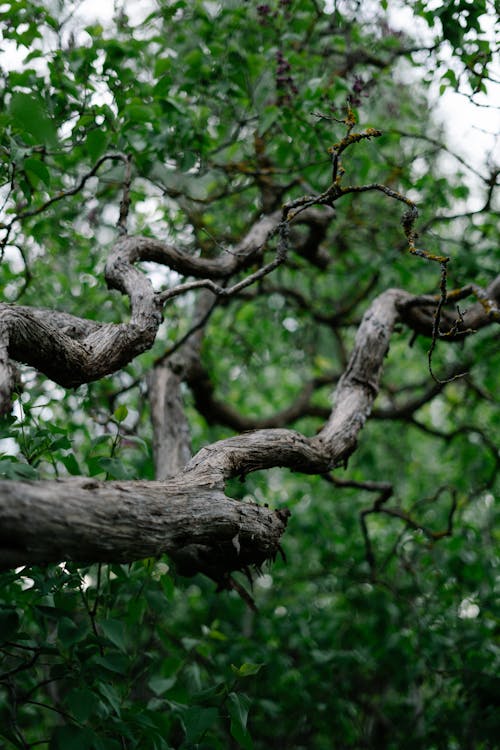 Close-up of Tree Branches near Green Leaves