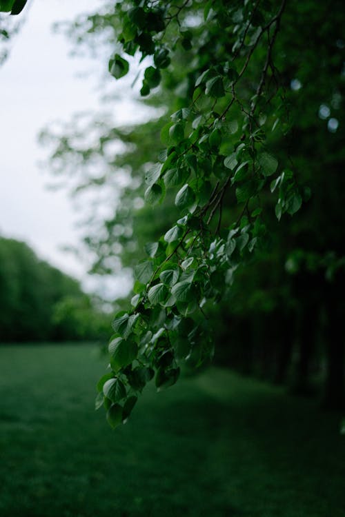 Close-up of Green Leaves of a Tree