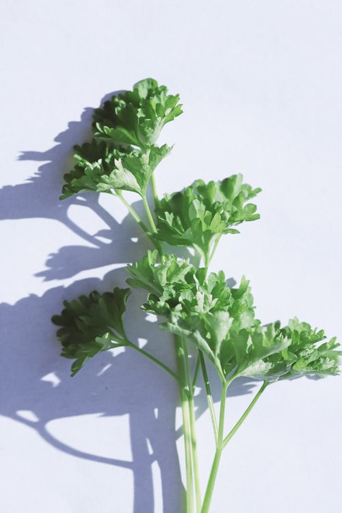 Free Bright close-up of fresh parsley with sharp shadows on white backdrop. Stock Photo