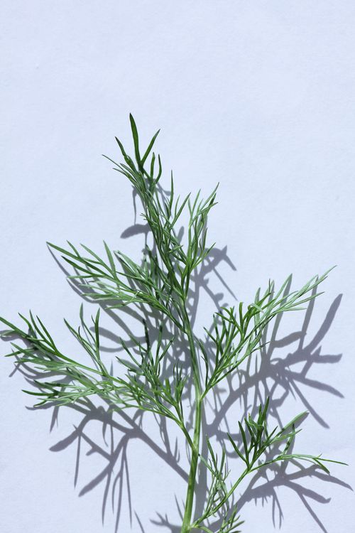 Free Close-up of fresh dill with distinct shadow on white surface, showcasing texture and color. Stock Photo