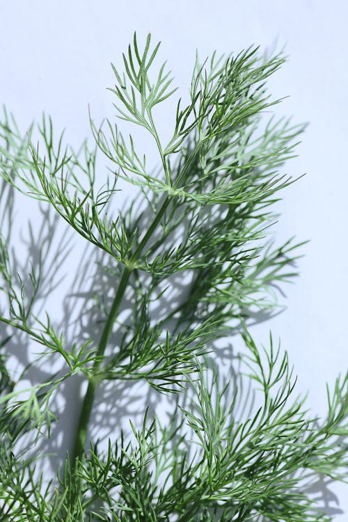 Close-up of a Green Dill