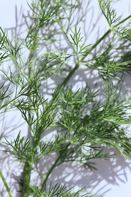 Free close up of dill Stock Photo