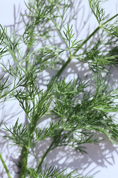 Free Detailed view of fresh dill leaves casting shadows, showcasing vibrant green hues. Stock Photo