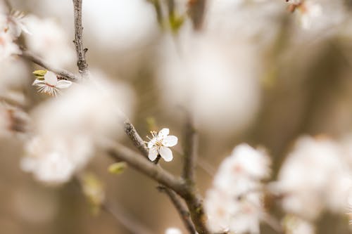 Free Shallow Depth of Field of Blackthorn (Prunus Spinosa) Flower in Bloom.  Stock Photo