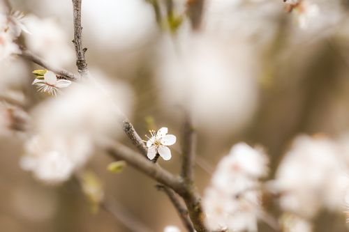 Free A delicate prunus spinosa blossom in full bloom, captured with a soft bokeh effect during spring. Stock Photo