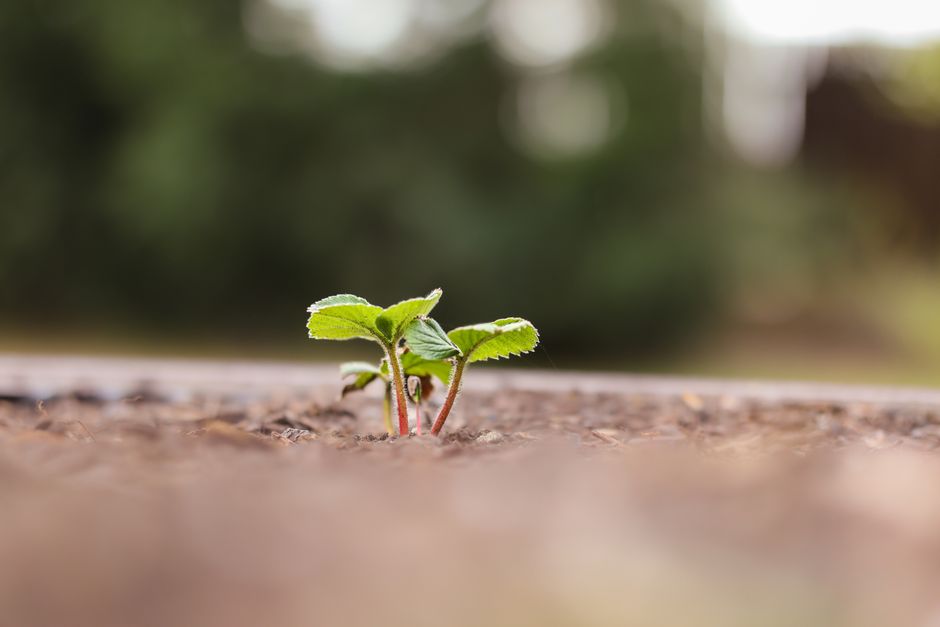 Sprout Social (Social Listening & Content Score)
