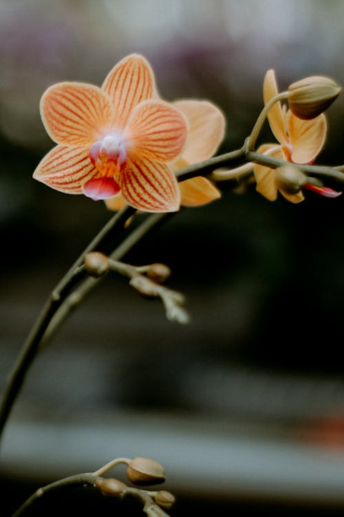 Moth Orchids with Stripes in Close-up Photography