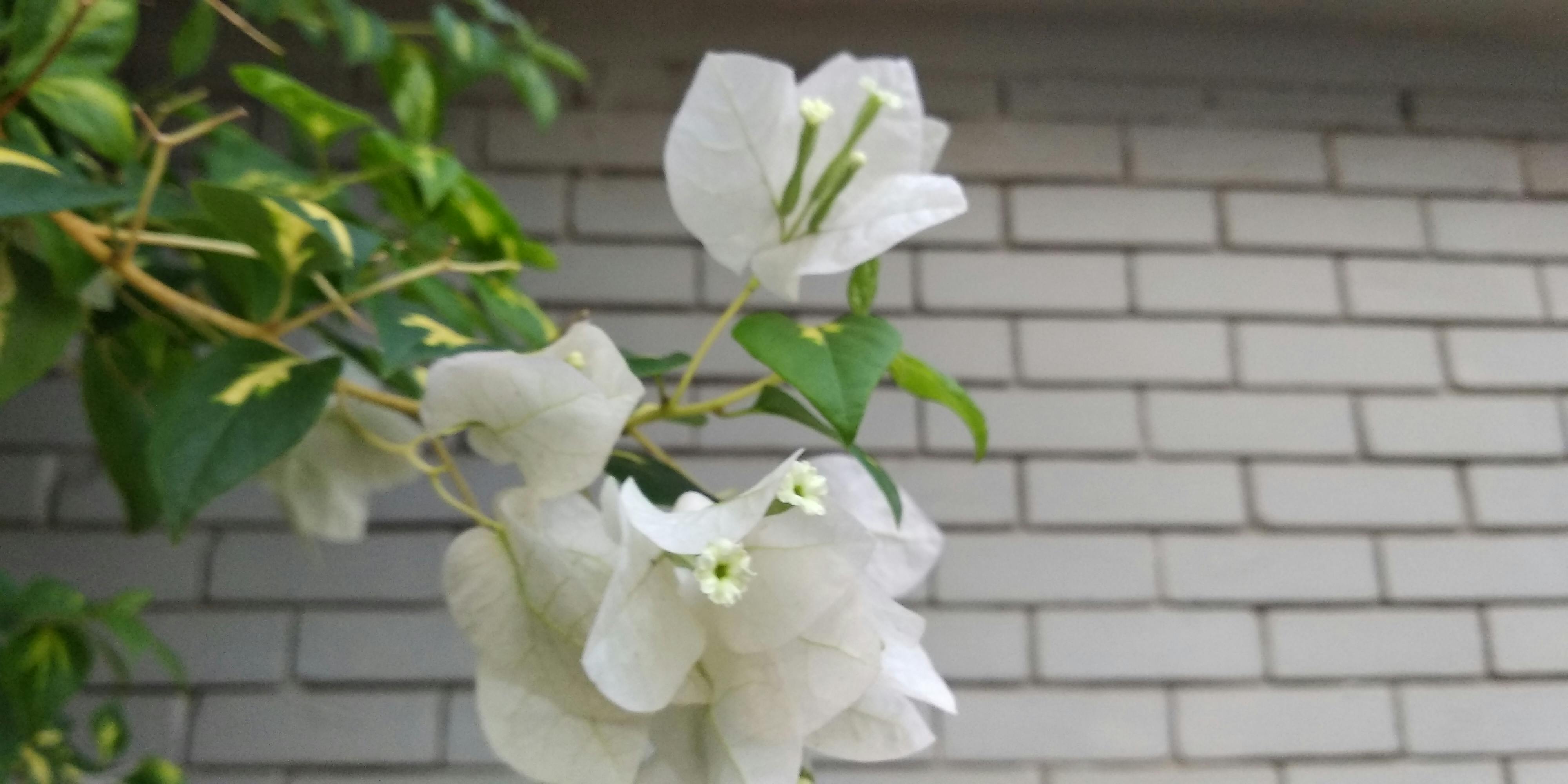 Unduh 6000+ Wallpaper Bunga Alami HD Gratis Unduh 6000+ Wallpaper Bunga Alami HD Gratis