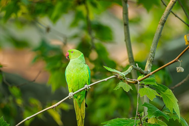 Green Bird Perched On Branch