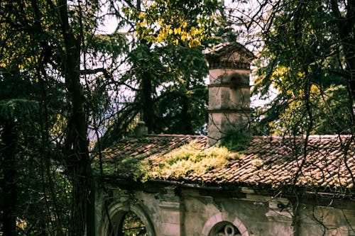 Tree and House