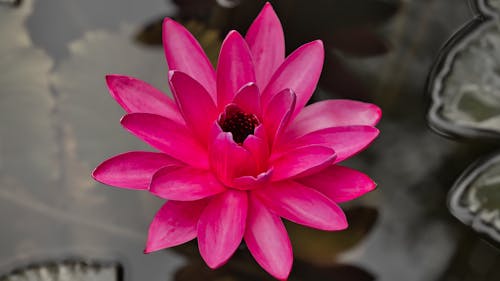 Gratis lagerfoto af lotusblomst