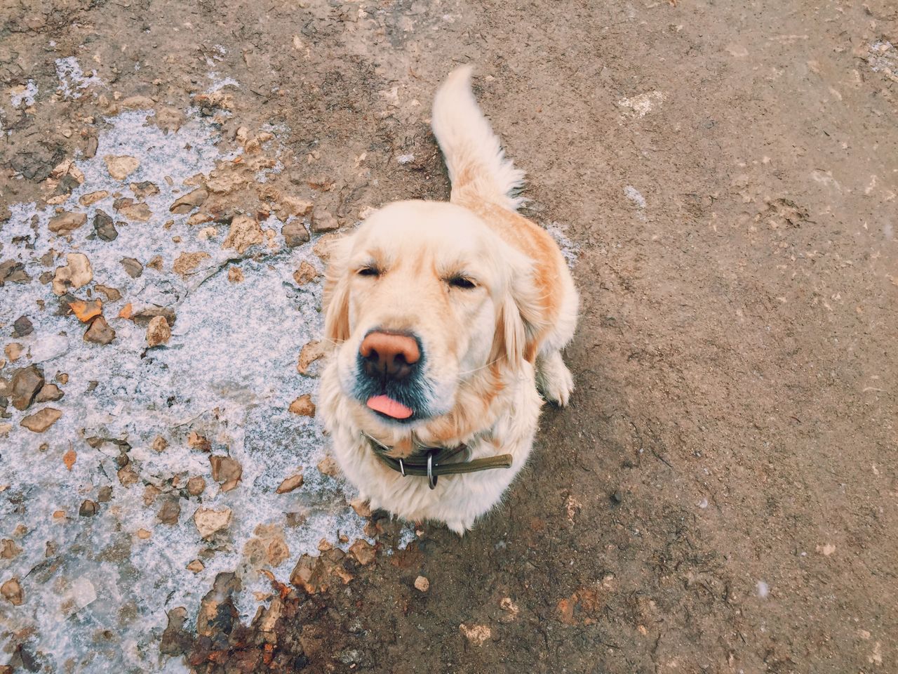 adorable golden retriever sitting on icy ground outdoors with playful