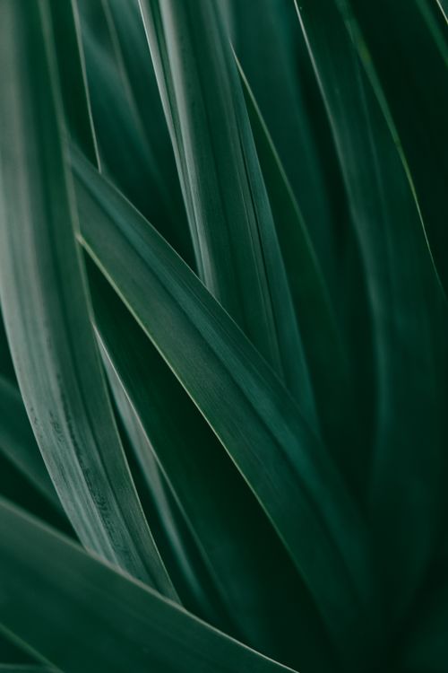 Free Detailed view of lush dark green leaves creating a natural green background. Stock Photo