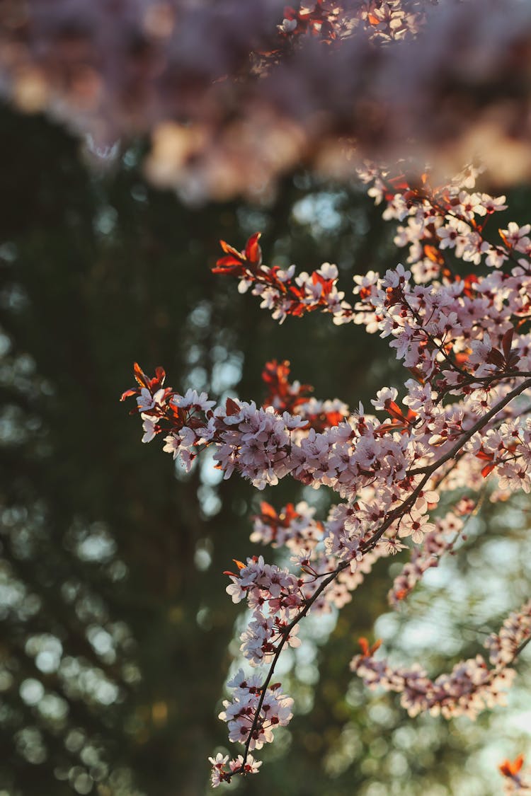 Beautiful Blooming Myrobalan Plum In The Garden.