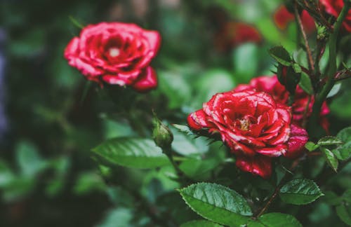 Неглубокий фокус фото красных роз