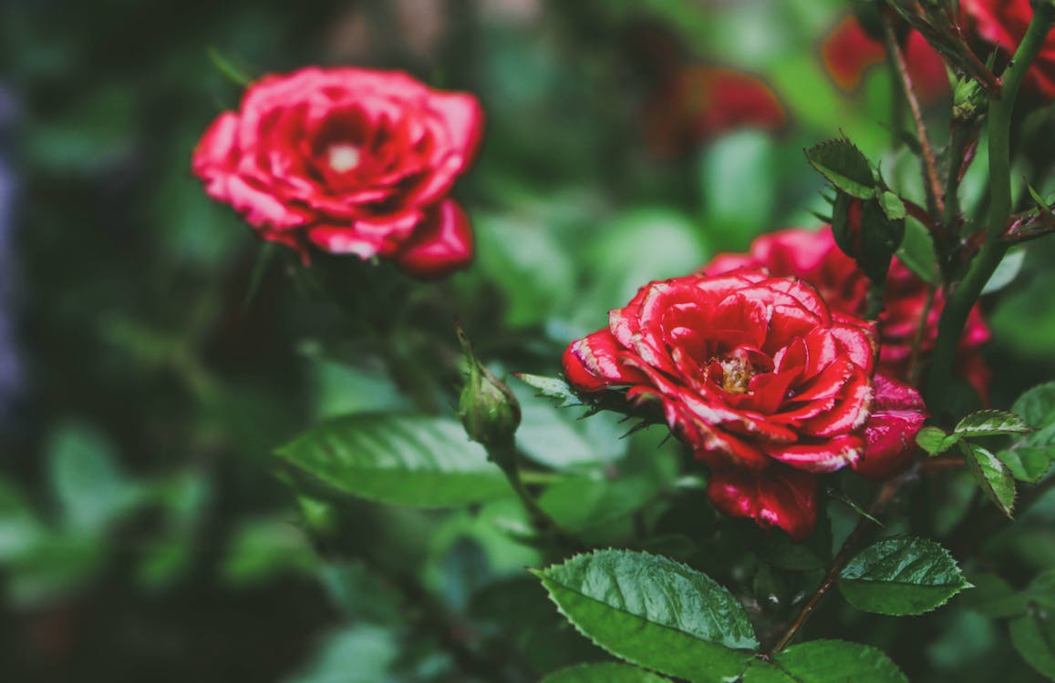 Shallow Focus Photo of Red Roses