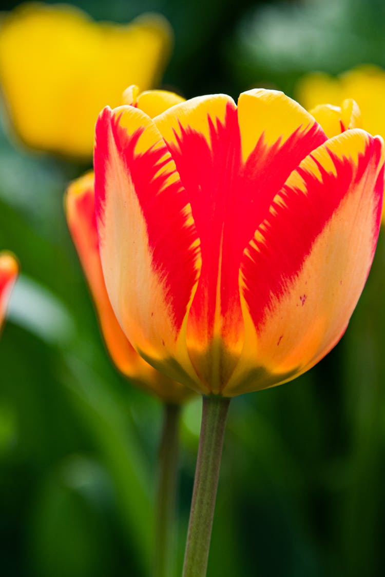 Red And Yellow Tulip In Close-up Photography