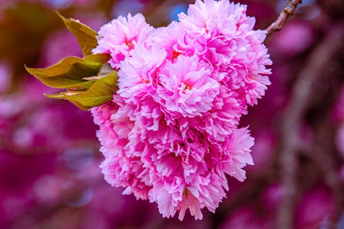 คลังภาพถ่ายฟรี ของ kanzan, การเจริญเติบโต, ดอกไม้สีชมพู