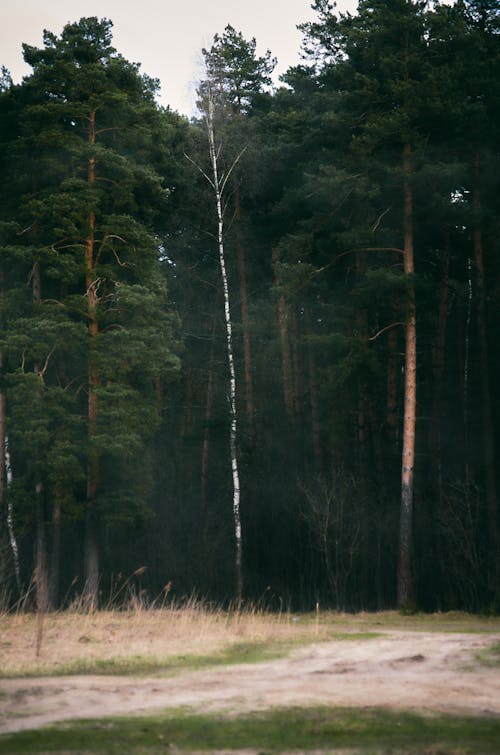 Immagine gratuita di alberi, alto, boschi