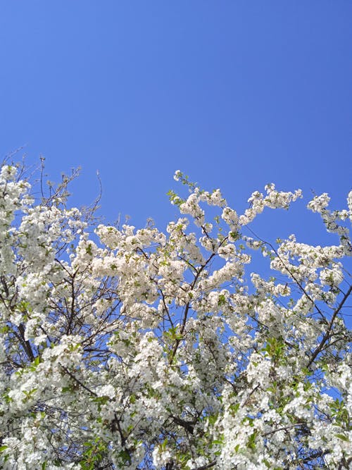 คลังภาพถ่ายฟรี ของ ดอกไม้สีขาว, ต้นไม้, ท้องฟ้าสีคราม