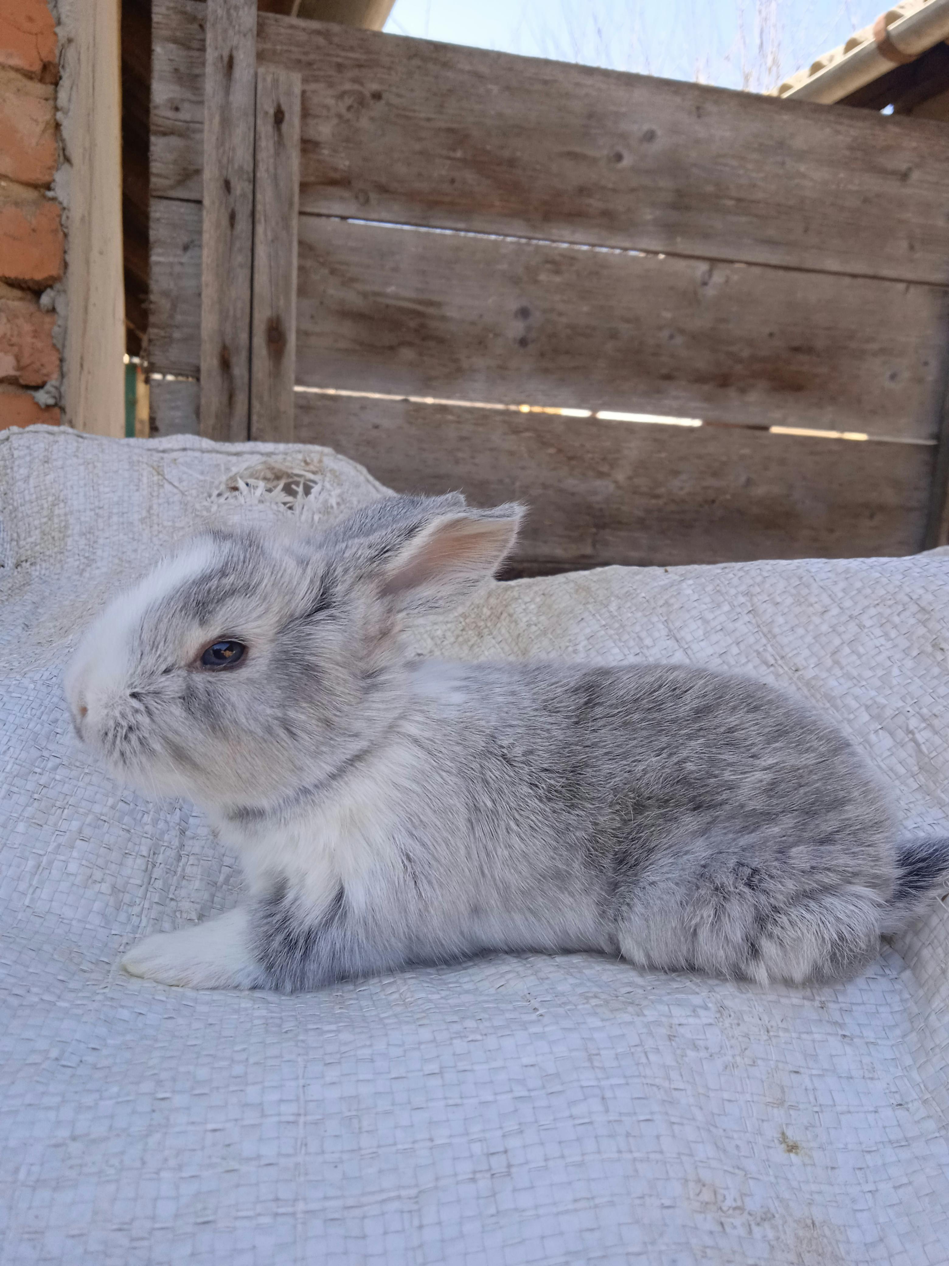 Beige Rabbit Resting on Green Grasses during Daytime · Free Stock Photo