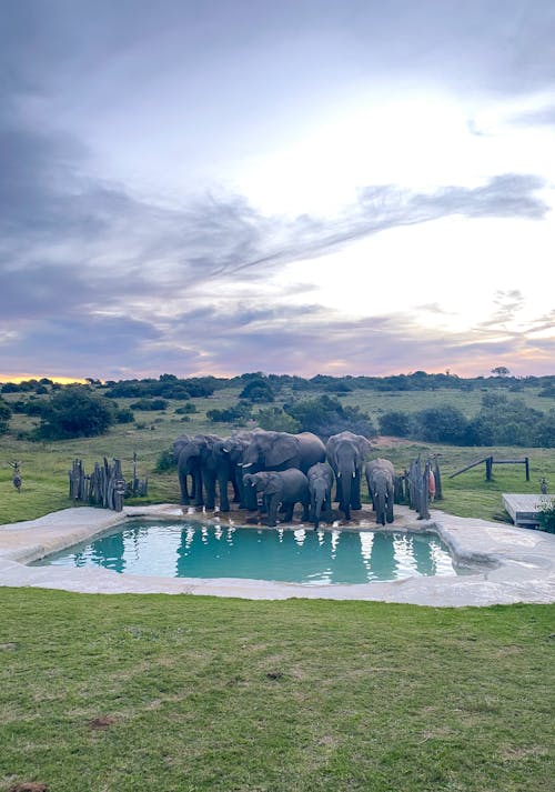 Free stock photo of africa, african, african elephant