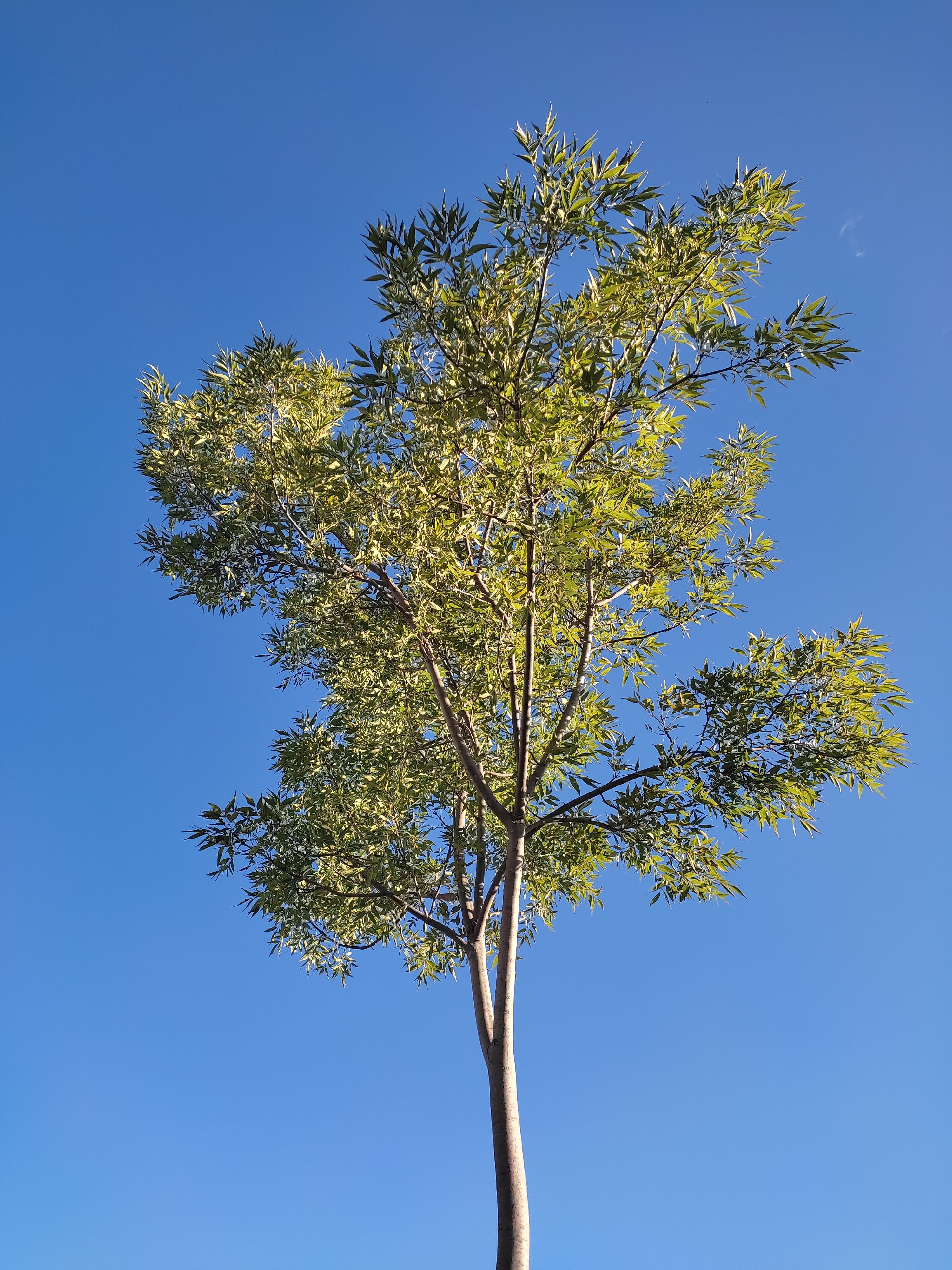 Green Tree Under Blue Sky · Free Stock Photo