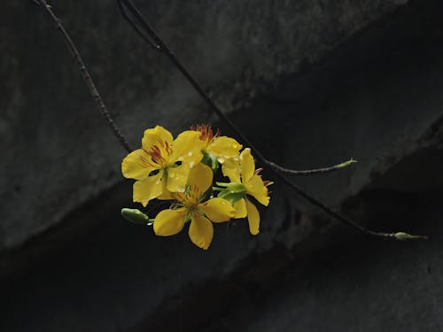노란색 꽃