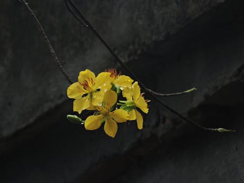 Yellow Flowers