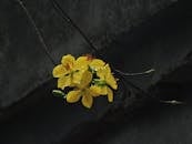 深色背景上，一朵带有雨滴的黄色奥克斯纳花充满活力地绽放着特写镜头