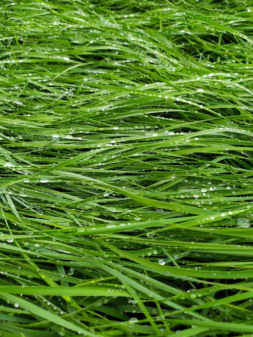 Water Droplets on Blades of Green Grass