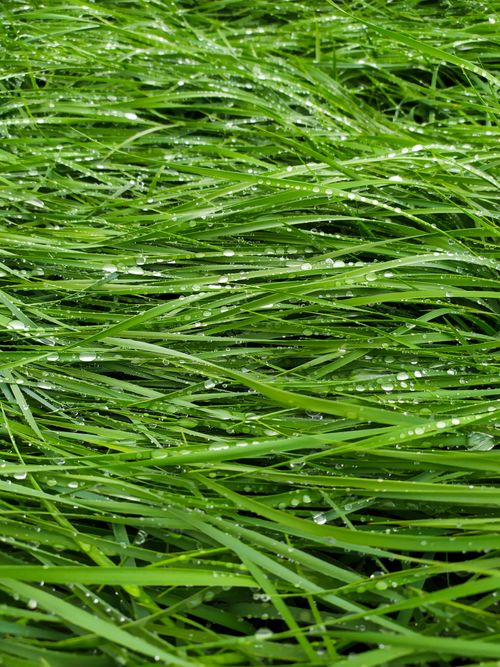 Free Lush green grass blades with dew droplets create a refreshing natural scene. Stock Photo