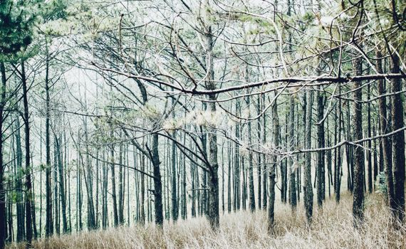 Tranquil forest scene with bare branches and trees in winter, evoking a serene atmosphere.