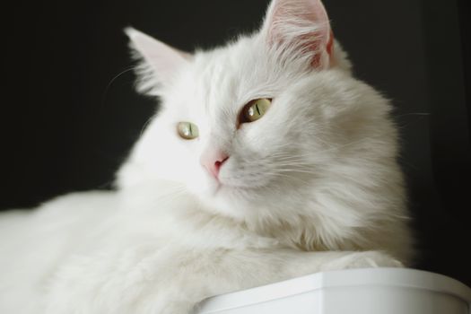 Close-up Photo of a Turkish Angora Cat