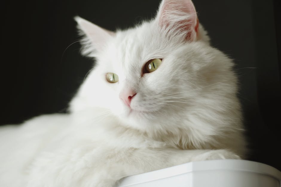 What are the healthiest cat breeds?