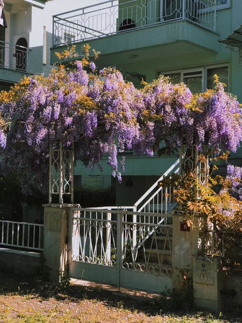 Free Charming gated entrance with purple wisteria blooms and a modern house in the background. Stock Photo