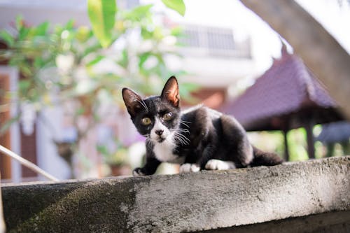 고양이, 고양이 눈, 고양잇과 동물의 무료 스톡 사진